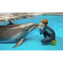 Dolphin Show Tours in Dahab