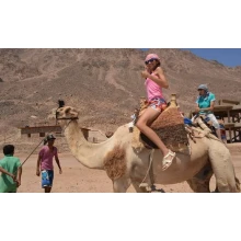 Camel Riding & Bedouin Dinner in Taba Trips