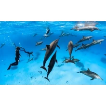 Marsa Alam Snorkeling at Sataya Dolphin Reefs