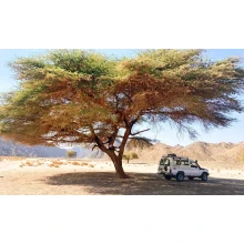 Safari en el desierto en Marsa Alam