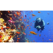 Curso de Buceo excursiones en Sharm El Sheikh